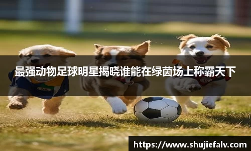 最强动物足球明星揭晓谁能在绿茵场上称霸天下